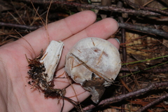 Sordariomycetes