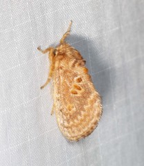 Pseudanapaea denotata