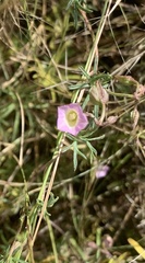 Ipomoea costellata
