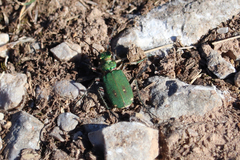 Cicindela campestris