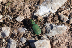 Cicindela campestris