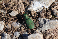 Cicindela campestris