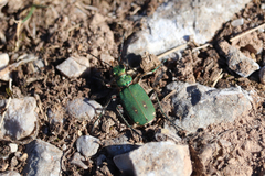 Cicindela campestris