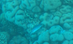 Amblyglyphidodon indicus