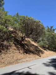 Arctostaphylos regismontana