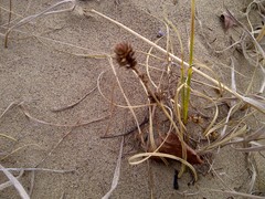 Carex sabulosa