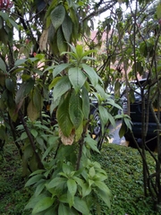 Aphelandra sinclairiana