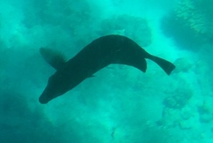 Acanthuridae
