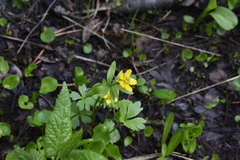 Ranunculus eschscholtzii