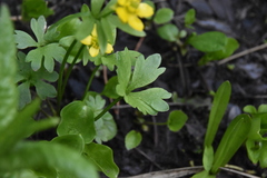 Ranunculus eschscholtzii