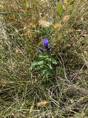 Gentiana puberulenta