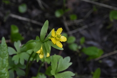 Ranunculus eschscholtzii