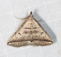 Lysimelia lenis