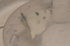 Pontia occidentalis