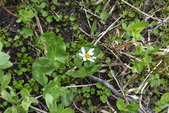 Caltha biflora