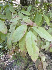 Oxydendrum