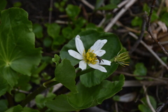 Caltha biflora