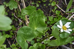 Caltha biflora
