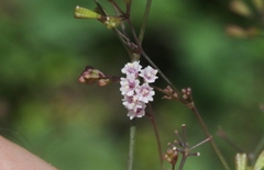 Boerhavia erecta