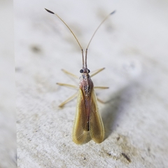 Tingidae