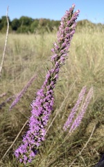 Liatris punctata