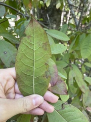 Oxydendrum