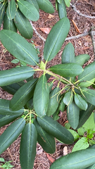 Rhododendron catawbiense
