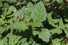 Boerhavia erecta