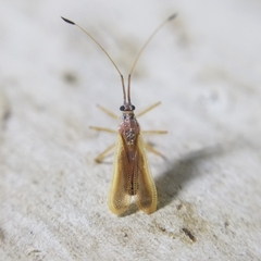 Tingidae