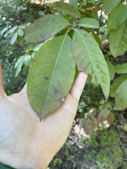 Oxydendrum
