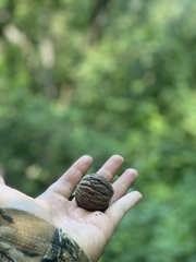 Hura polyandra
