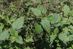 Boerhavia erecta