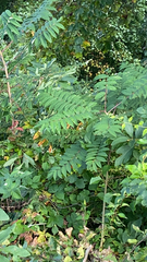 Rhus glabra