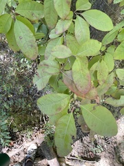 Oxydendrum