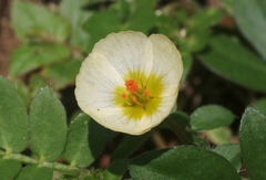Kallstroemia maxima