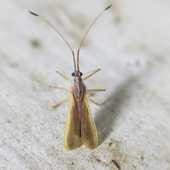 Tingidae