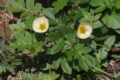 Kallstroemia maxima