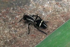 Traumatomutilla geographica