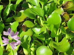 Junonia coenia
