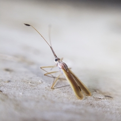 Tingidae