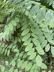 Robinia