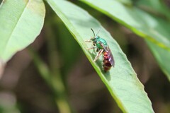 Augochloropsis ignita
