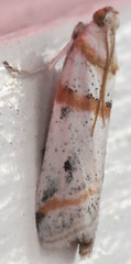 Acroncosa albiflavella