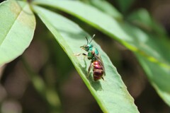 Augochloropsis ignita