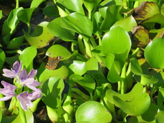 Junonia coenia