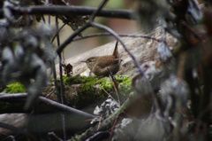 Troglodytes hiemalis