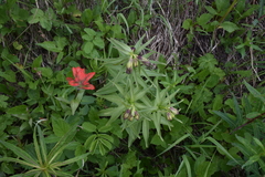 Fritillaria camschatcensis