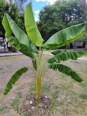 Musa × paradisiaca