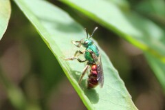 Augochloropsis ignita