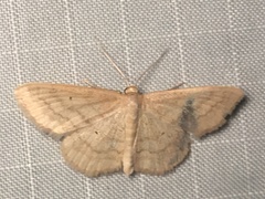 Scopula inductata